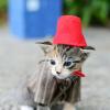 Proposal: tighten the forum rules around user identity and troll posting - last post by cassy