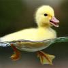 The Ugly Ducky's Photo